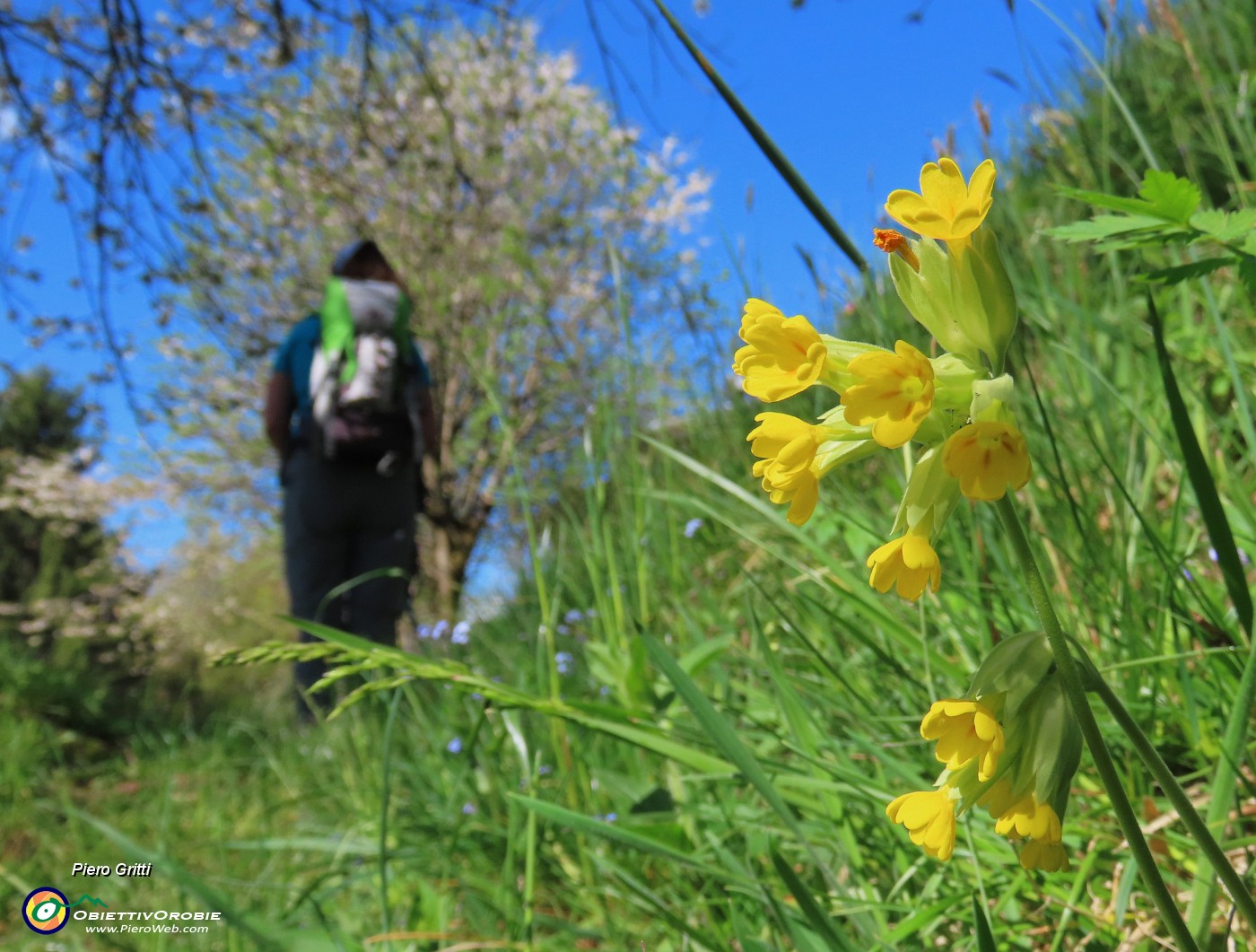 30 Primula veris (Primula odorosa).JPG